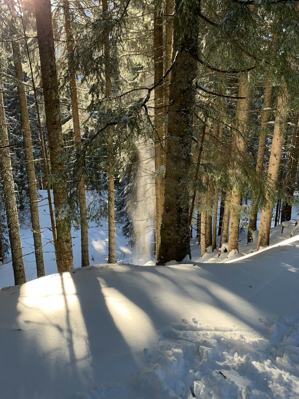 snow covered field and trees during daytime