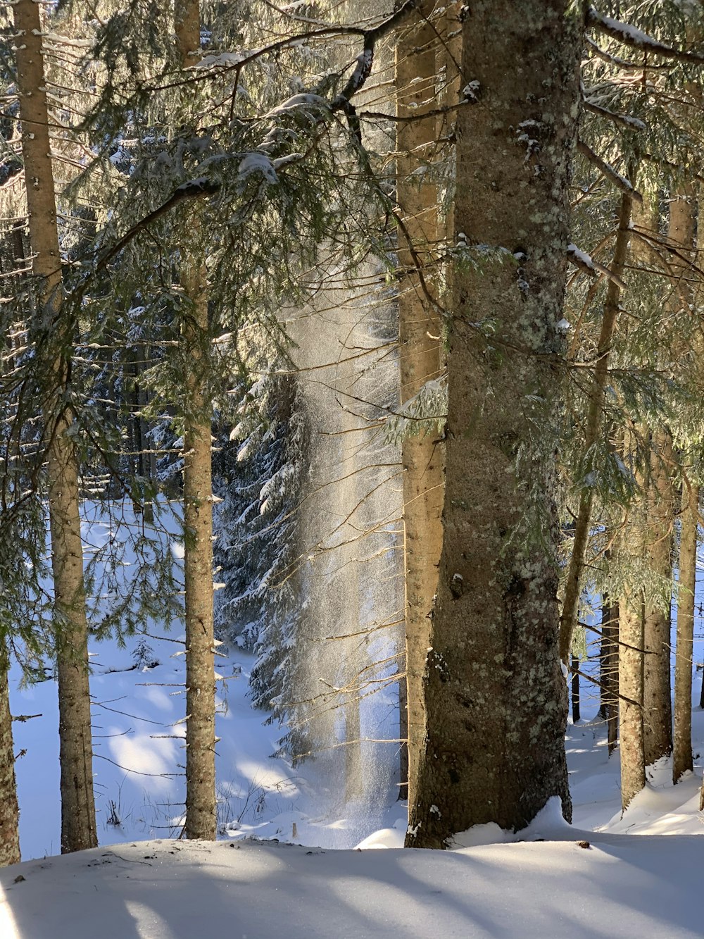 arbres bruns couverts de neige pendant la journée