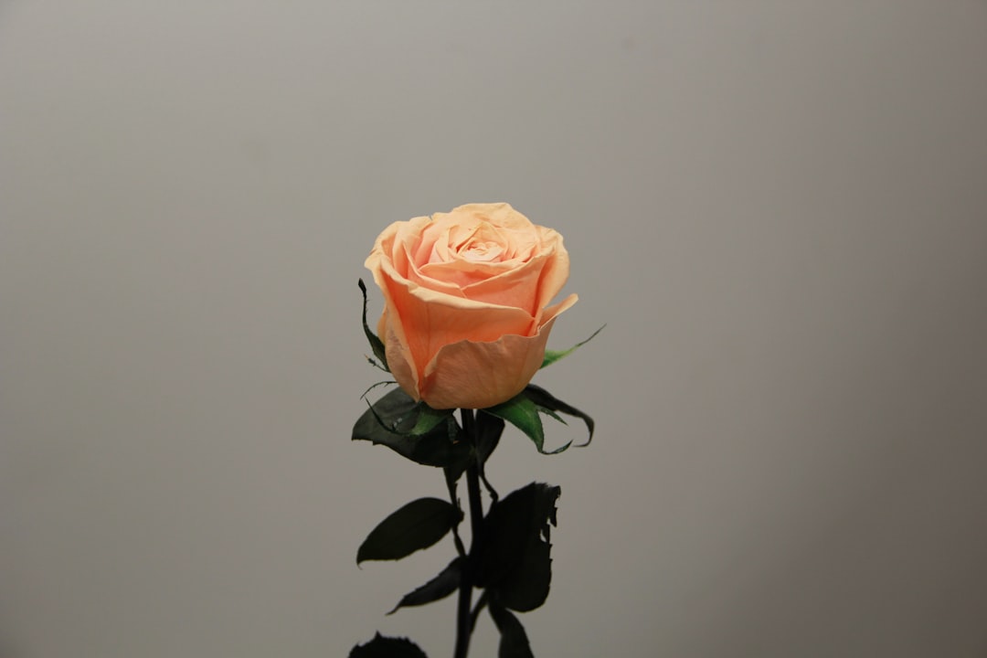 white rose in bloom close up photo