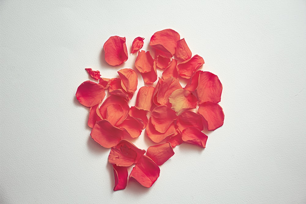 rote Blütenblätter auf weißer Oberfläche