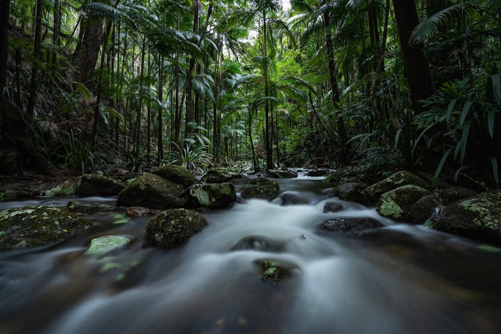 river in the middle of forest during daytime