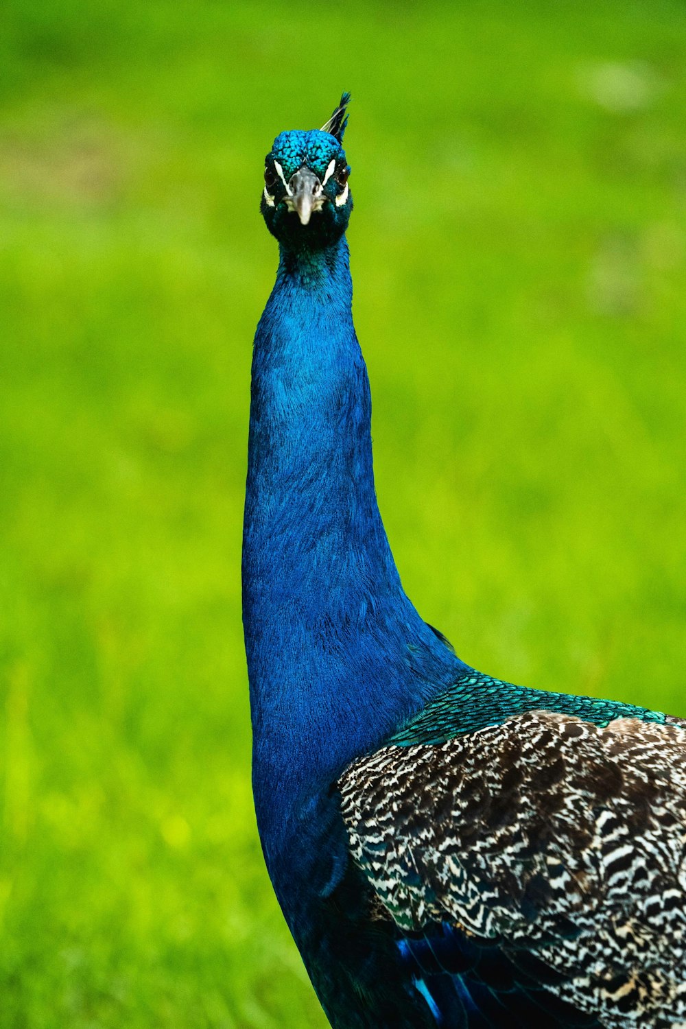 blue peacock on green grass field during daytime