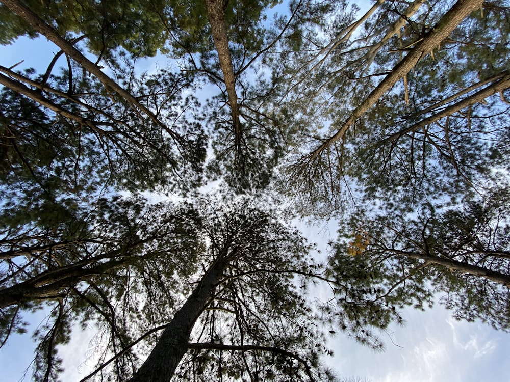 arbres verts et bruns sous le ciel bleu pendant la journée