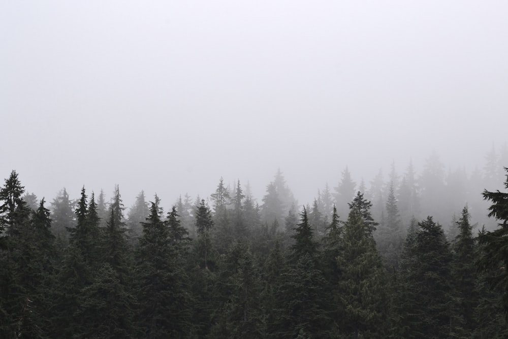 green pine trees under white sky