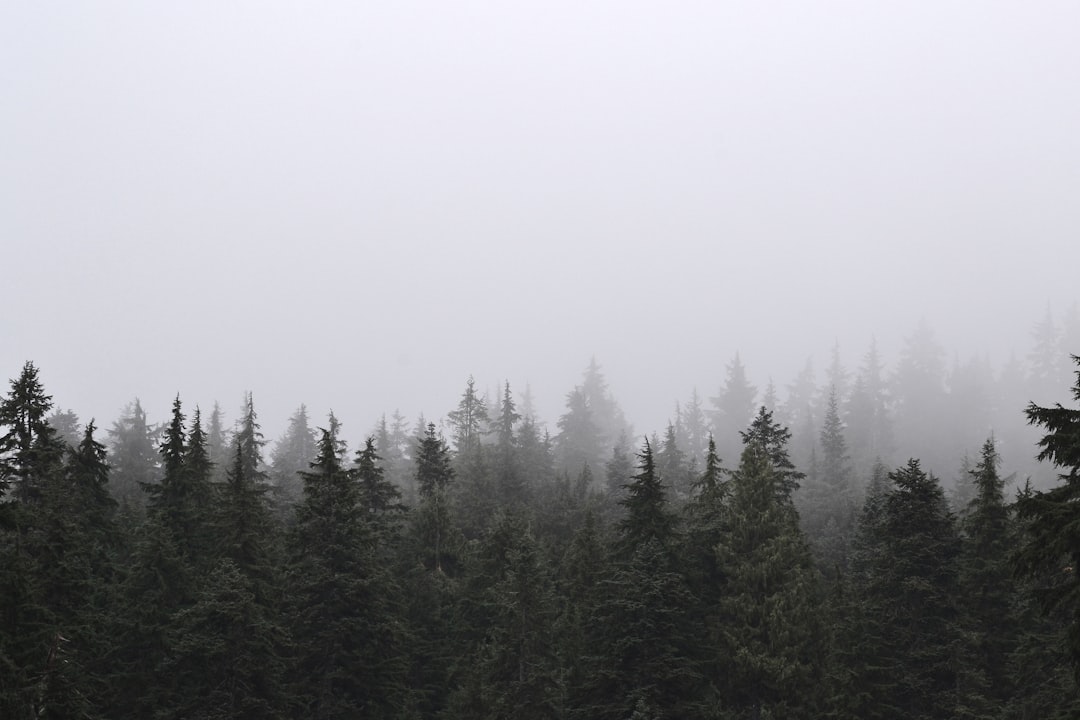 Forest photo spot Mount Seymour Whistler
