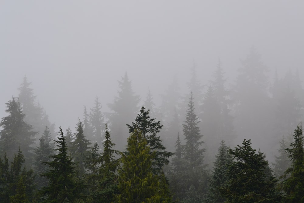 green pine trees covered with fog