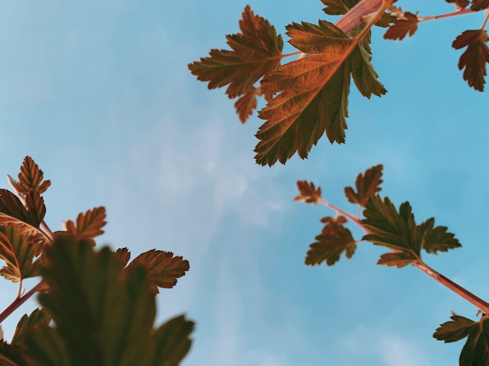 brown leaves under white clouds