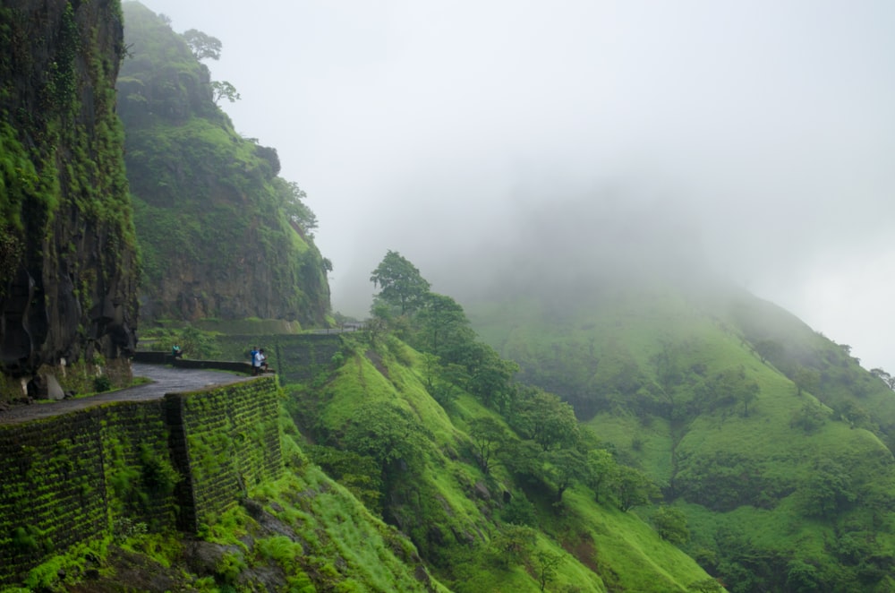 green trees on mountain during foggy day