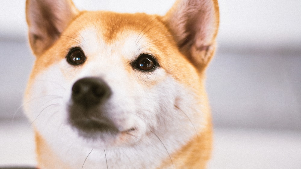 brown and white short coated dog