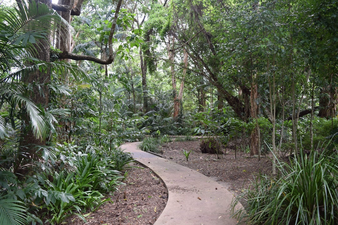 Forest photo spot Cairns Edge Hill