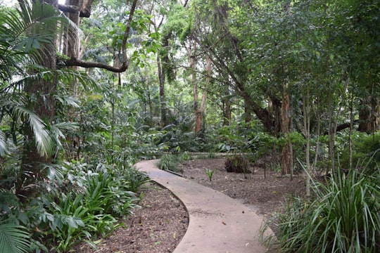 green trees and plants during daytime in Cairns Australia