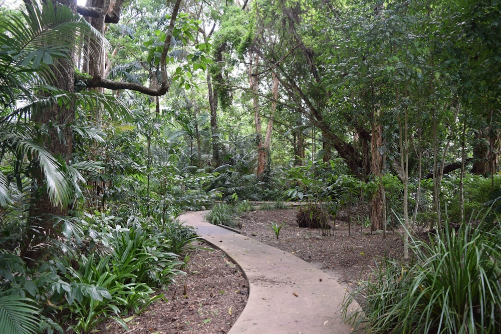 green trees and plants during daytime