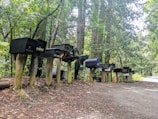 A row of mismatched mailboxes stands on wooden posts along a dirt path in a wooded area. The trees surrounding the path are dense and lush, providing a green canopy. Sunlight filters through the leaves, casting dappled shadows on the ground. An orange traffic cone is placed near the mailboxes, and the path leads off into the forest.
