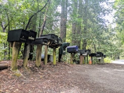 A row of mismatched mailboxes stands on wooden posts along a dirt path in a wooded area. The trees surrounding the path are dense and lush, providing a green canopy. Sunlight filters through the leaves, casting dappled shadows on the ground. An orange traffic cone is placed near the mailboxes, and the path leads off into the forest.