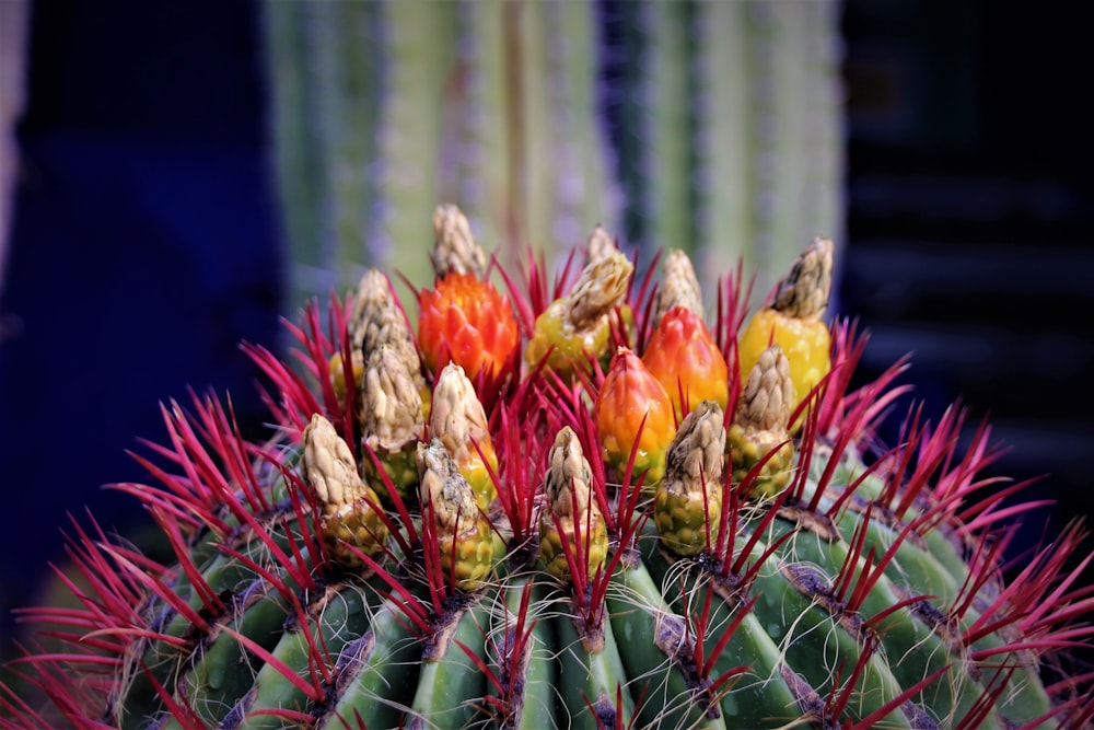 red and yellow flower in close up photography