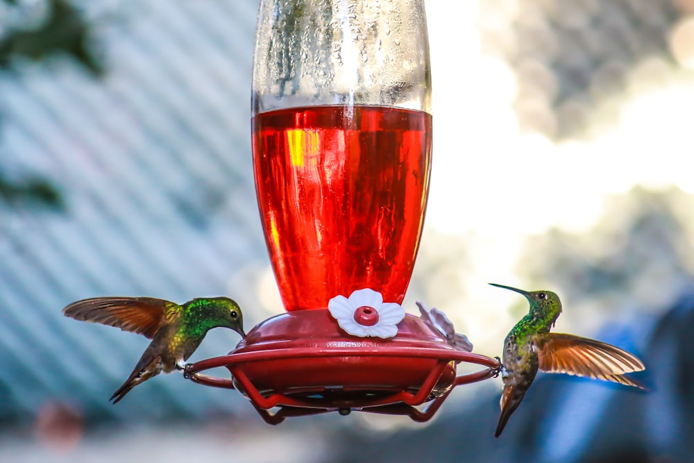 green and brown humming bird on red glass bottle