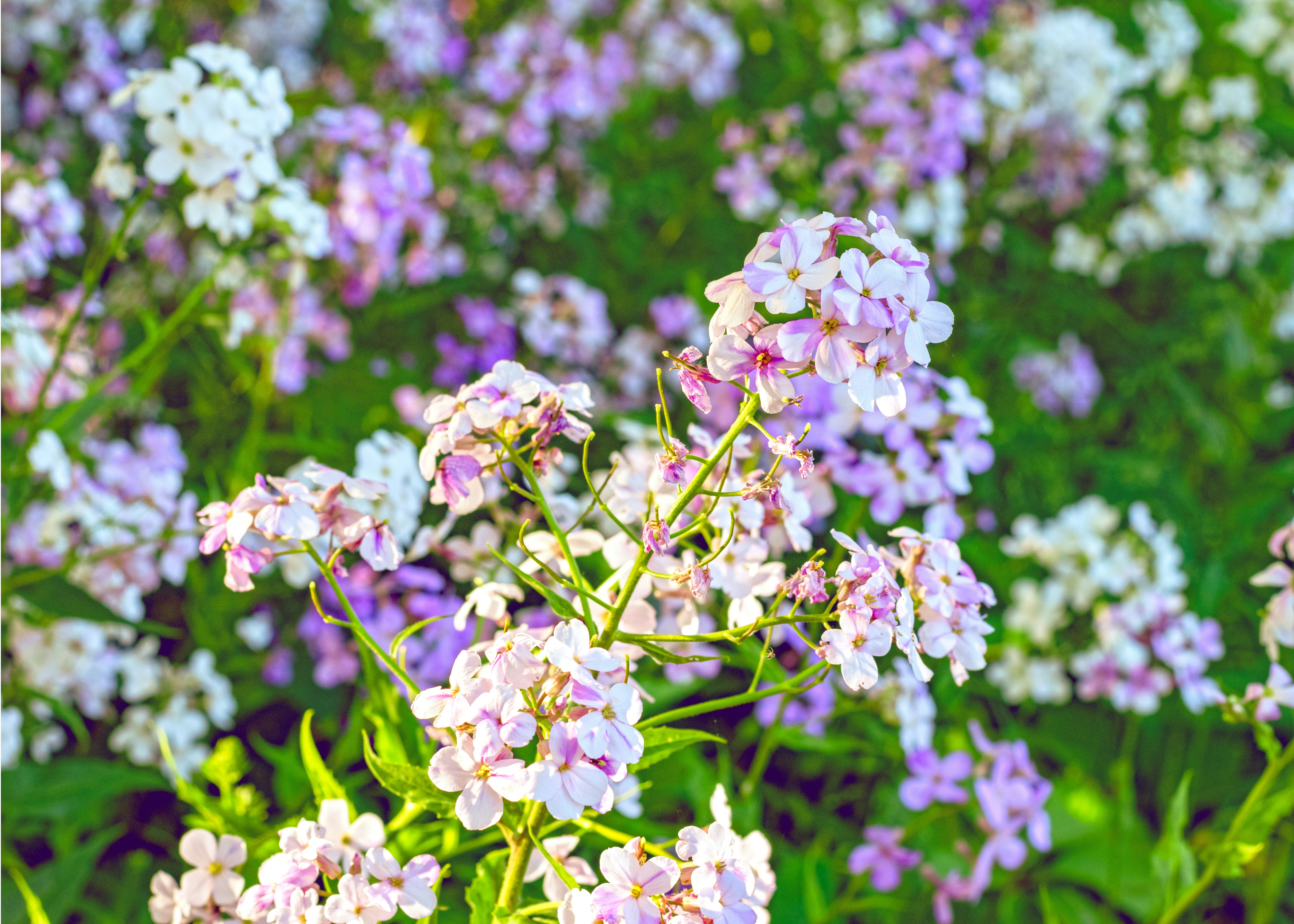 Photo by christopherphigh