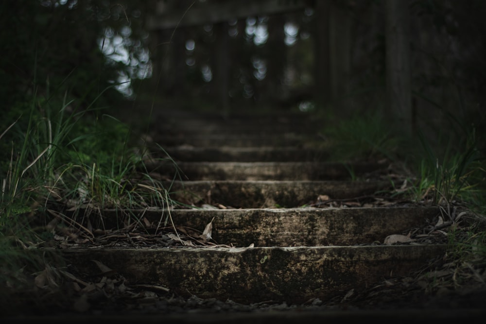 brown wooden bridge in forest during daytime