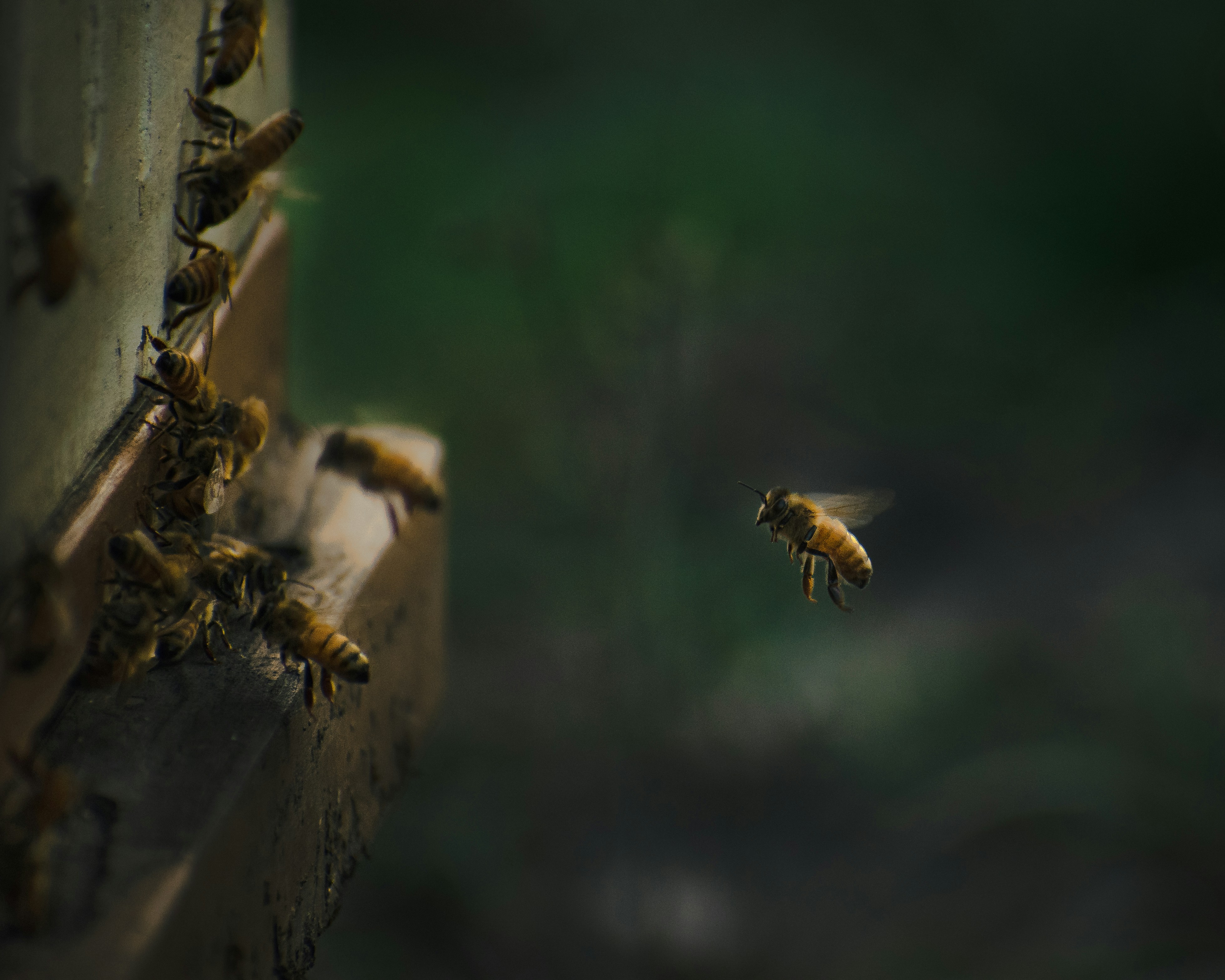 Bee returning to the Hive