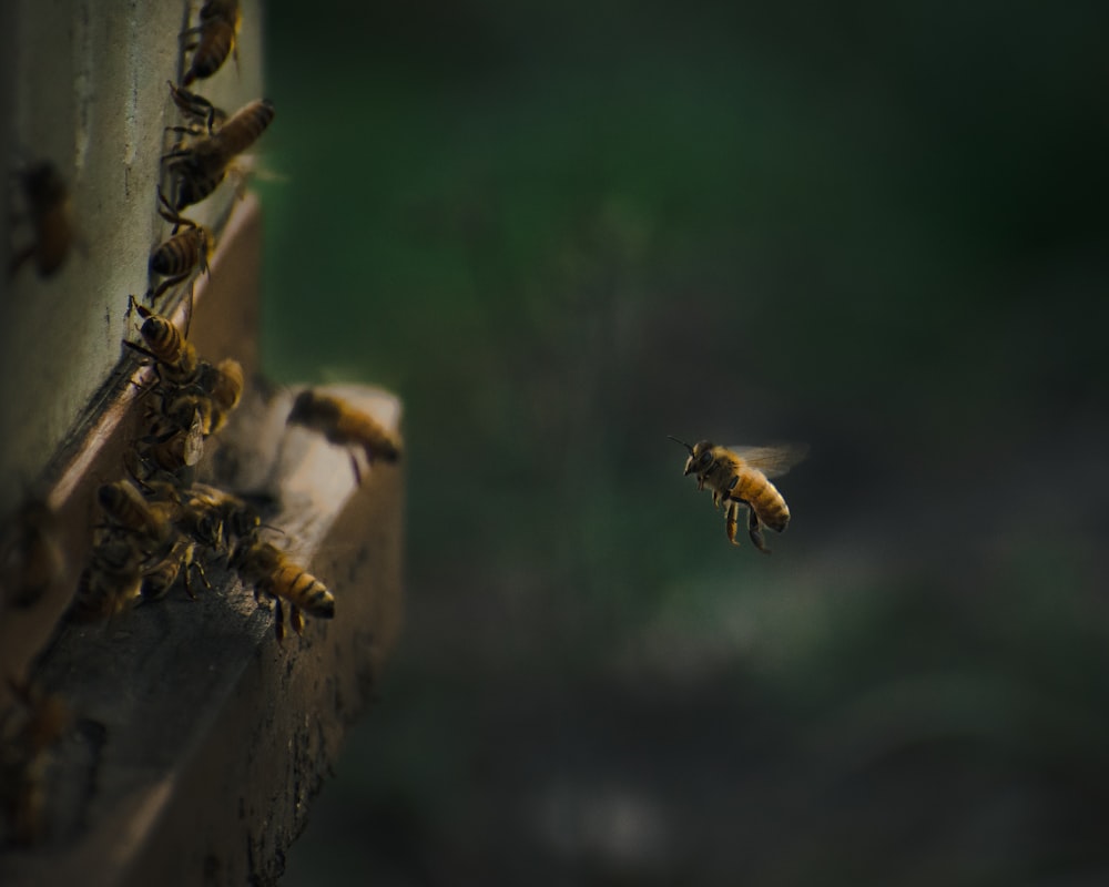 brown and black bee on brown wooden stick