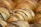Golden, flaky pastries drizzled with dark chocolate are arranged in close proximity. The pastries have a delicate, layered texture that is visually appetizing.