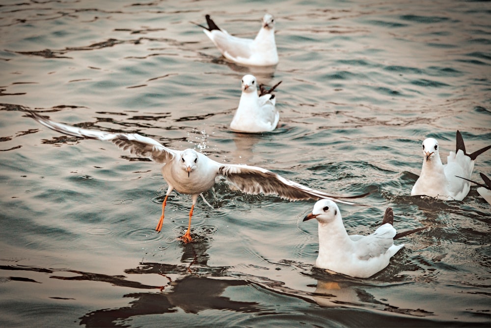 white and gray bird on water during daytime