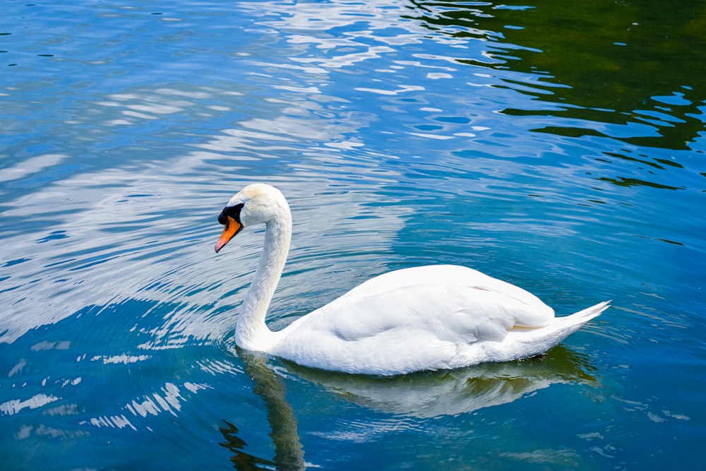 white swan on water during daytime