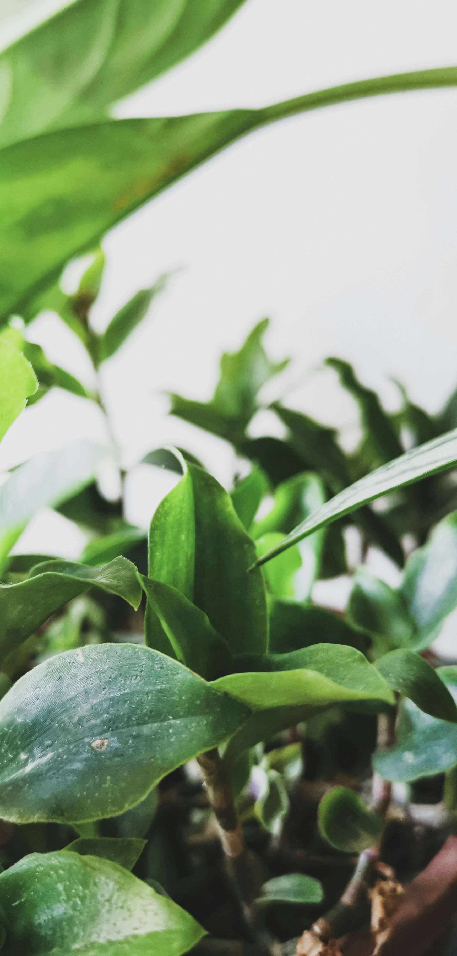 Fresh spring greens and neem leaves on bright white surface, vibrant green colors, natural daylight