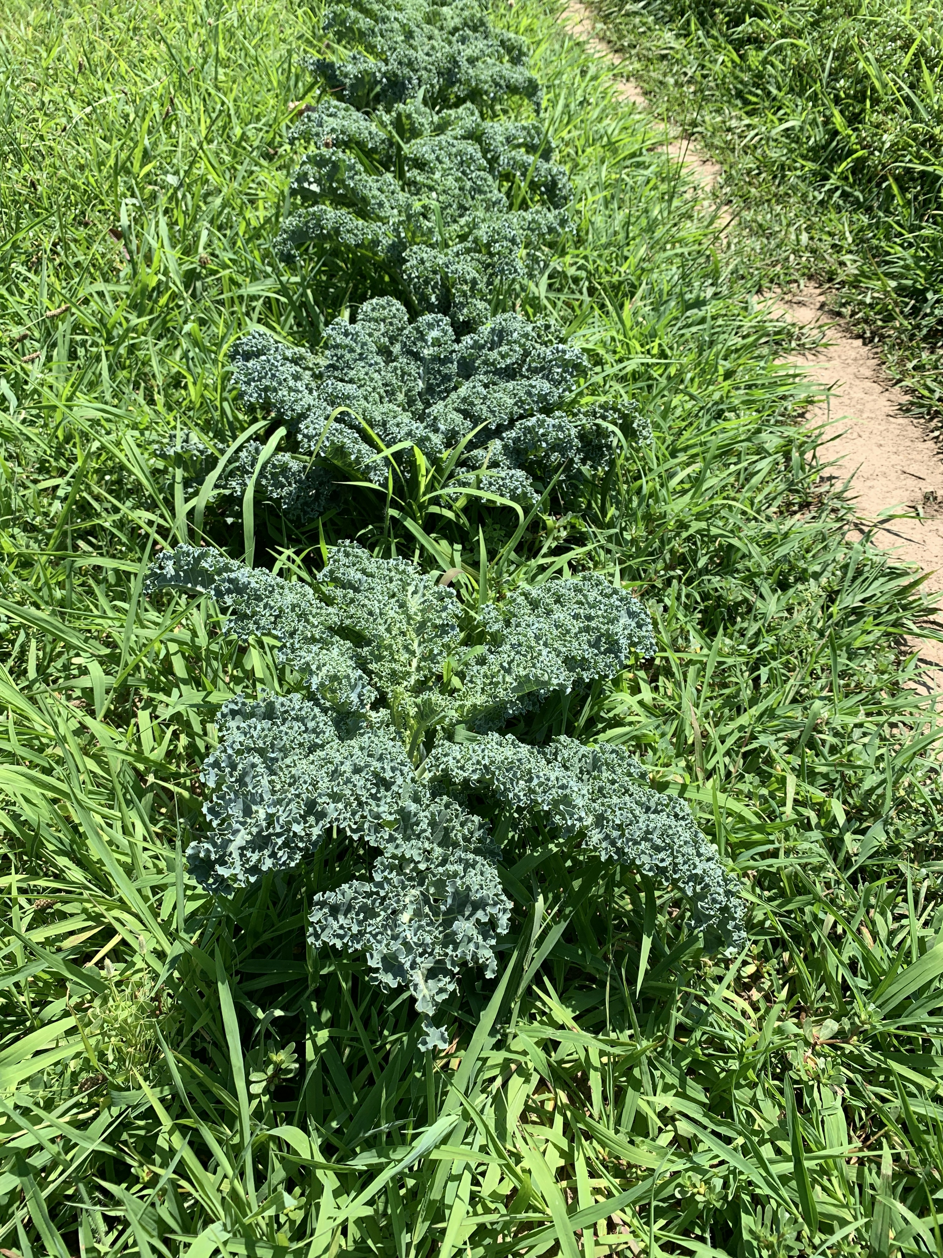 The Ultimate 2025 Fall Gardening Guide: How to Grow Perfect Curly Kale in 50-60 Days