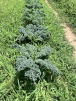 A row of healthy kale plants growing in a garden. The plants have curly green leaves and are surrounded by taller green grass. The ground appears to be well maintained with a visible path running alongside the kale plants.