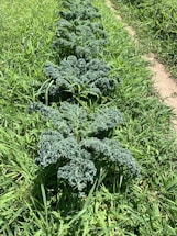 A row of healthy kale plants growing in a garden. The plants have curly green leaves and are surrounded by taller green grass. The ground appears to be well maintained with a visible path running alongside the kale plants.