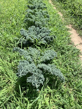 A row of healthy kale plants growing in a garden. The plants have curly green leaves and are surrounded by taller green grass. The ground appears to be well maintained with a visible path running alongside the kale plants.