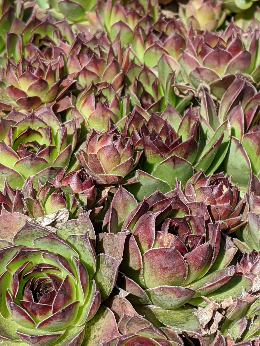 green and brown plant leaves
