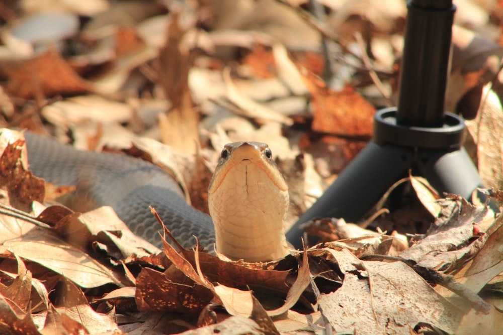 brown and white bird on dried leaves