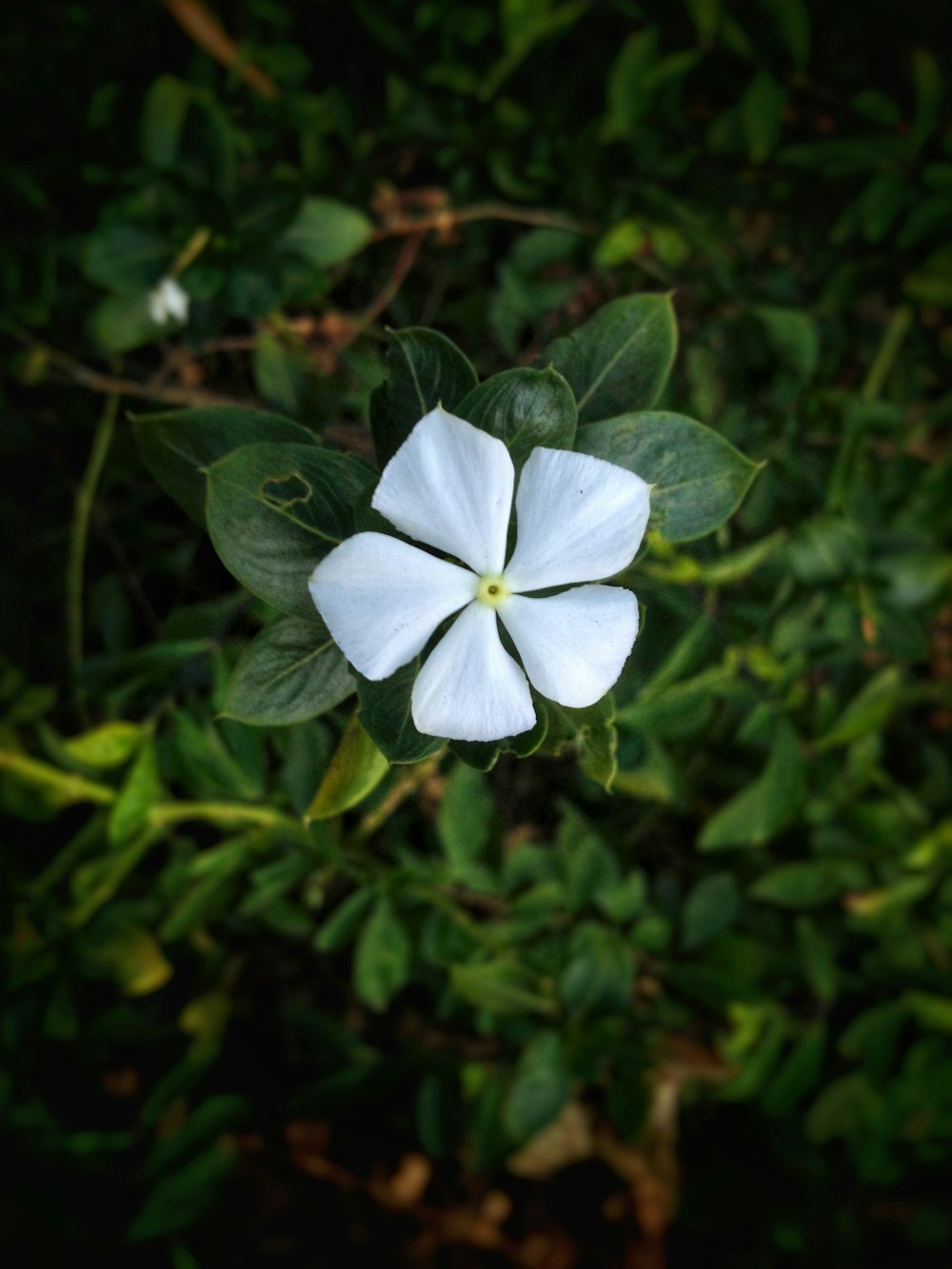 fleur blanche avec des feuilles vertes