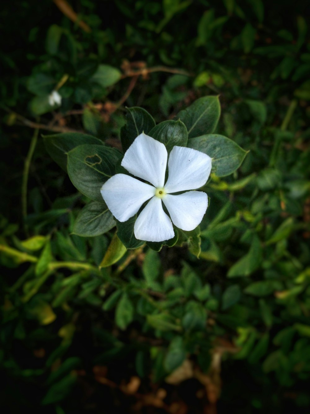 white flower with green leaves