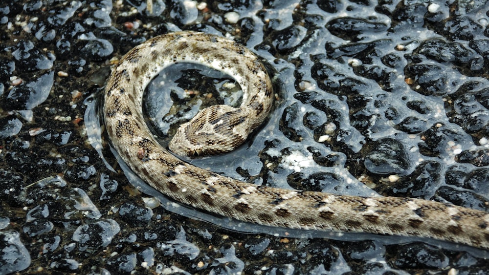 brown and black snake on water