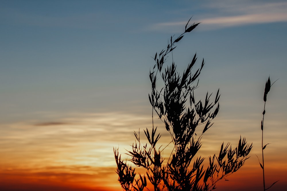 brown plant under blue sky during sunset