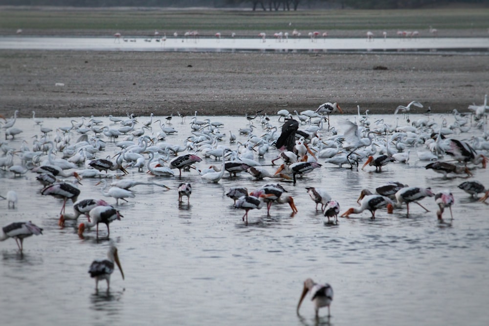 flock of birds on water during daytime