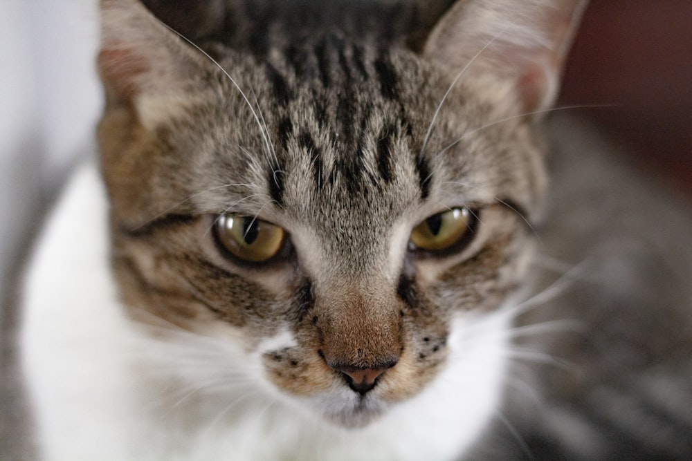 brown and white tabby cat