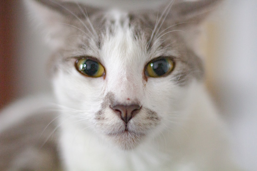 white and grey cat with yellow eyes