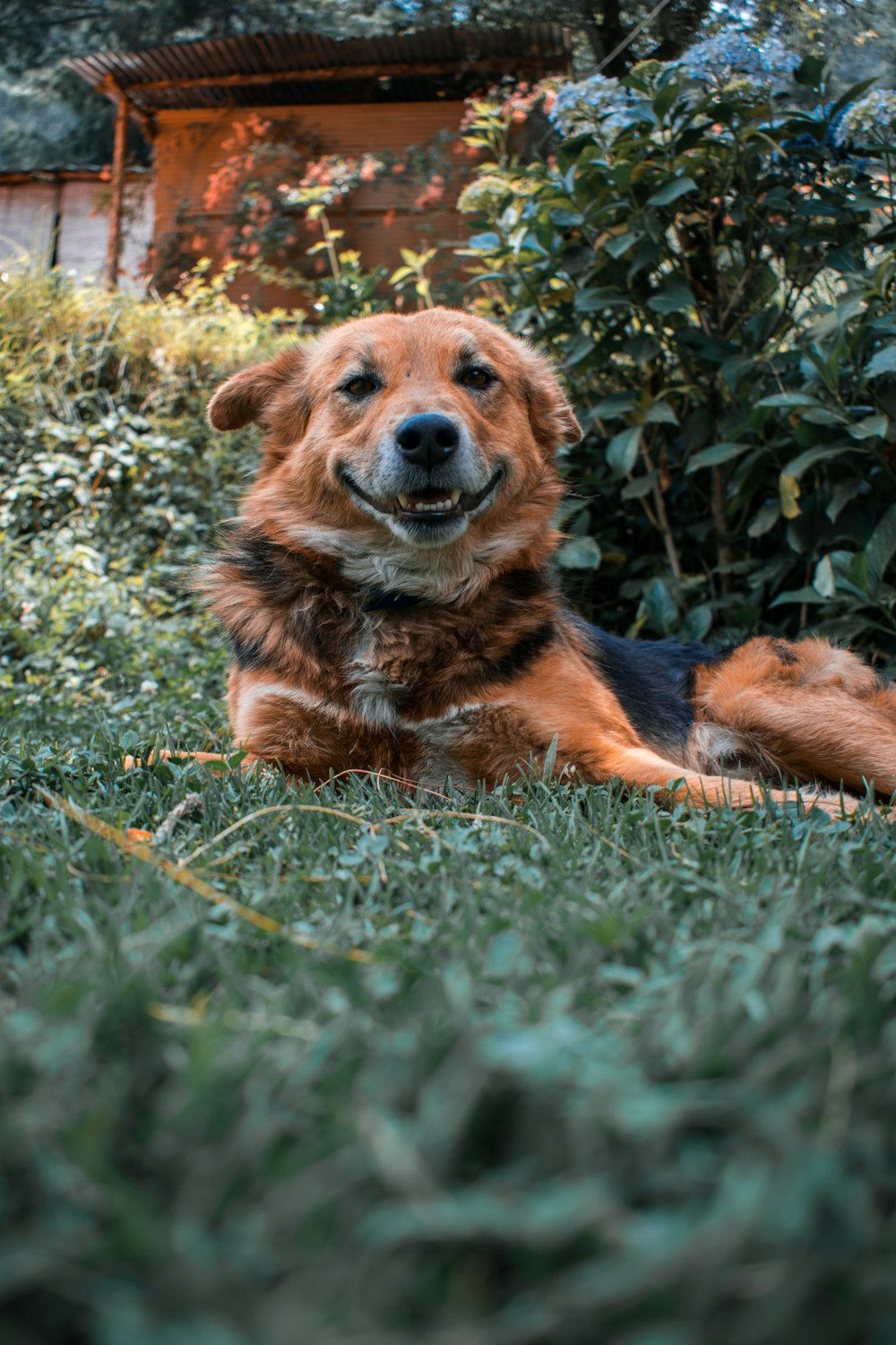昼間、緑の芝生の上に横たわる茶色と黒の短いコートの犬