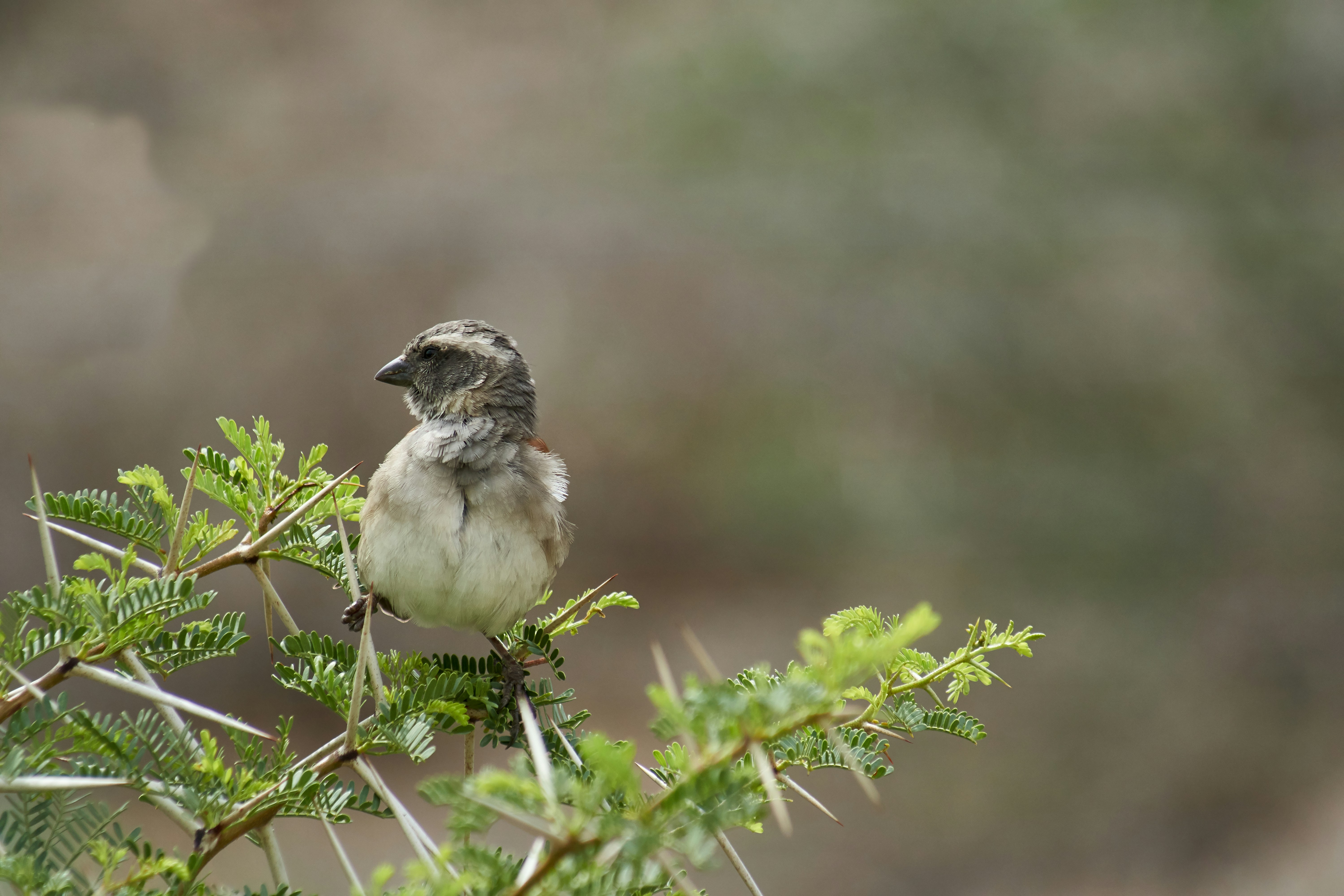 Photo by wolfgang_hasselmann