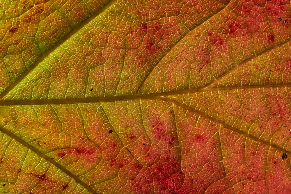 green and brown leaf in close up photography