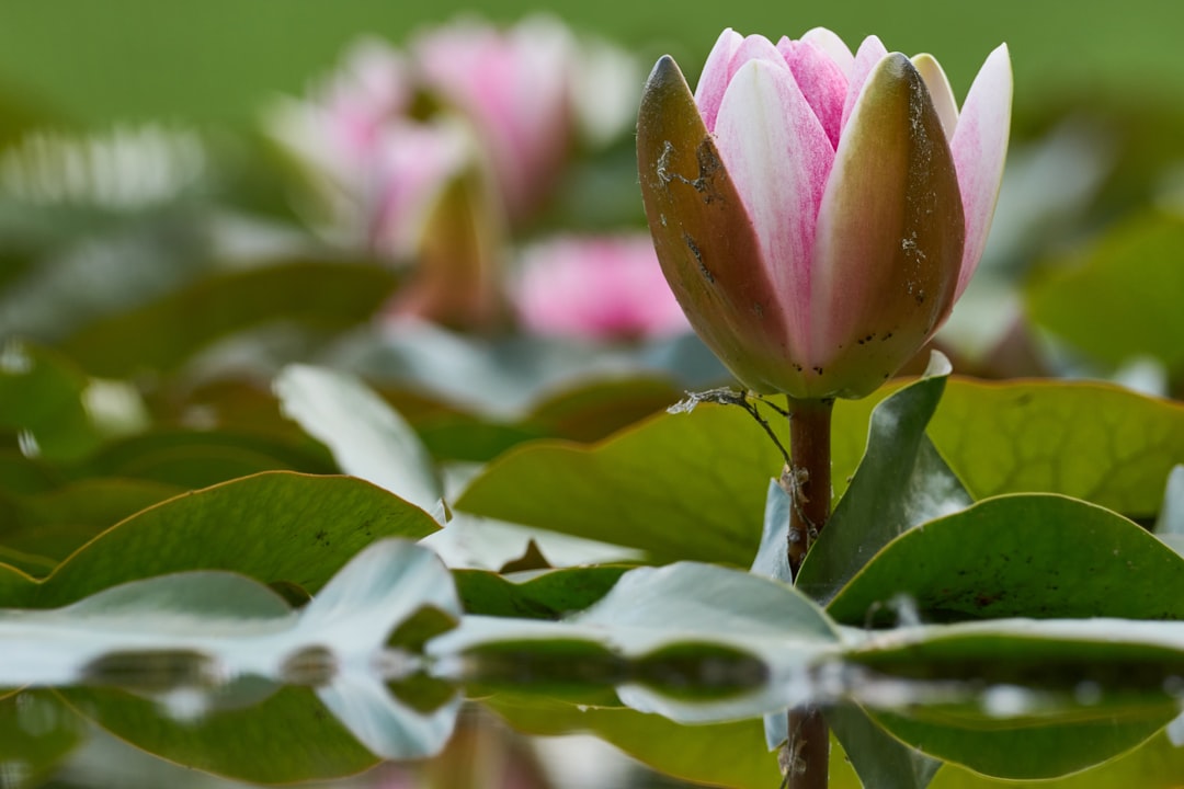 pink lotus flower in bloom during daytime