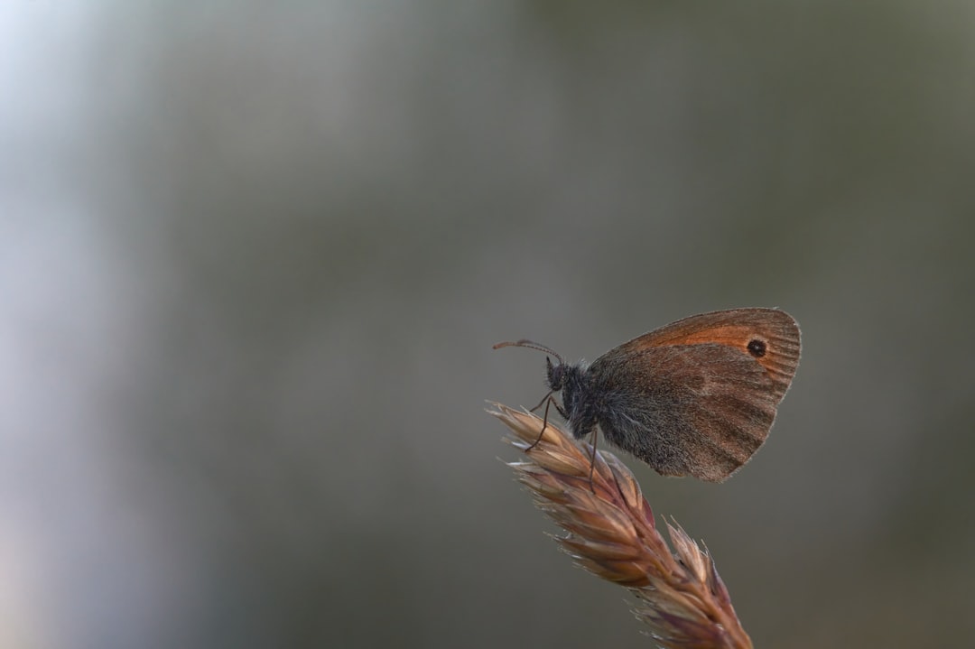 brown butterfly perched on brown stem in close up photography during daytime