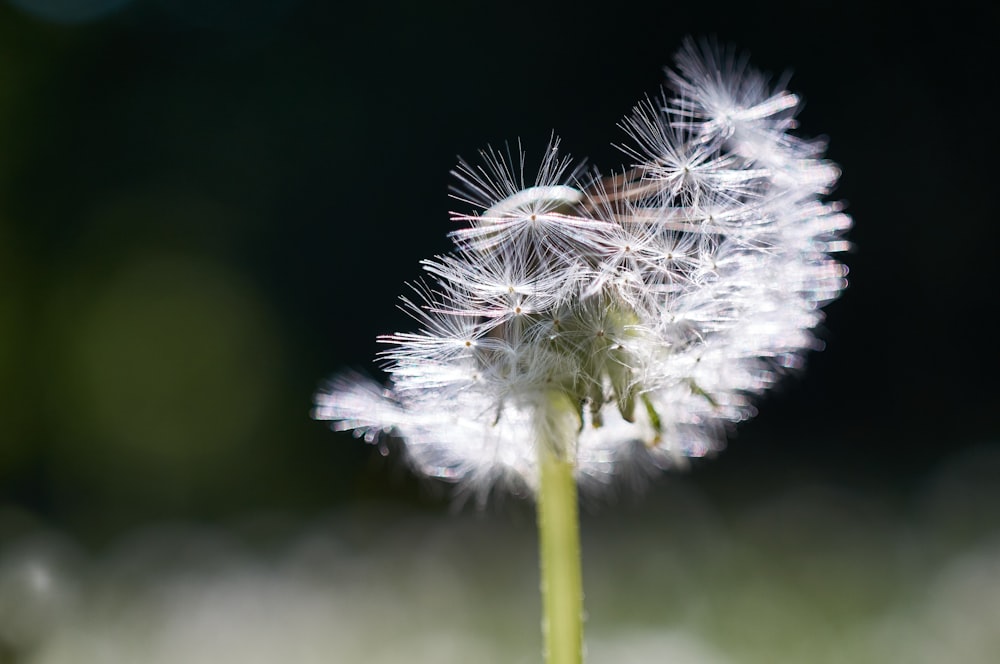 white dandelion in close up photography