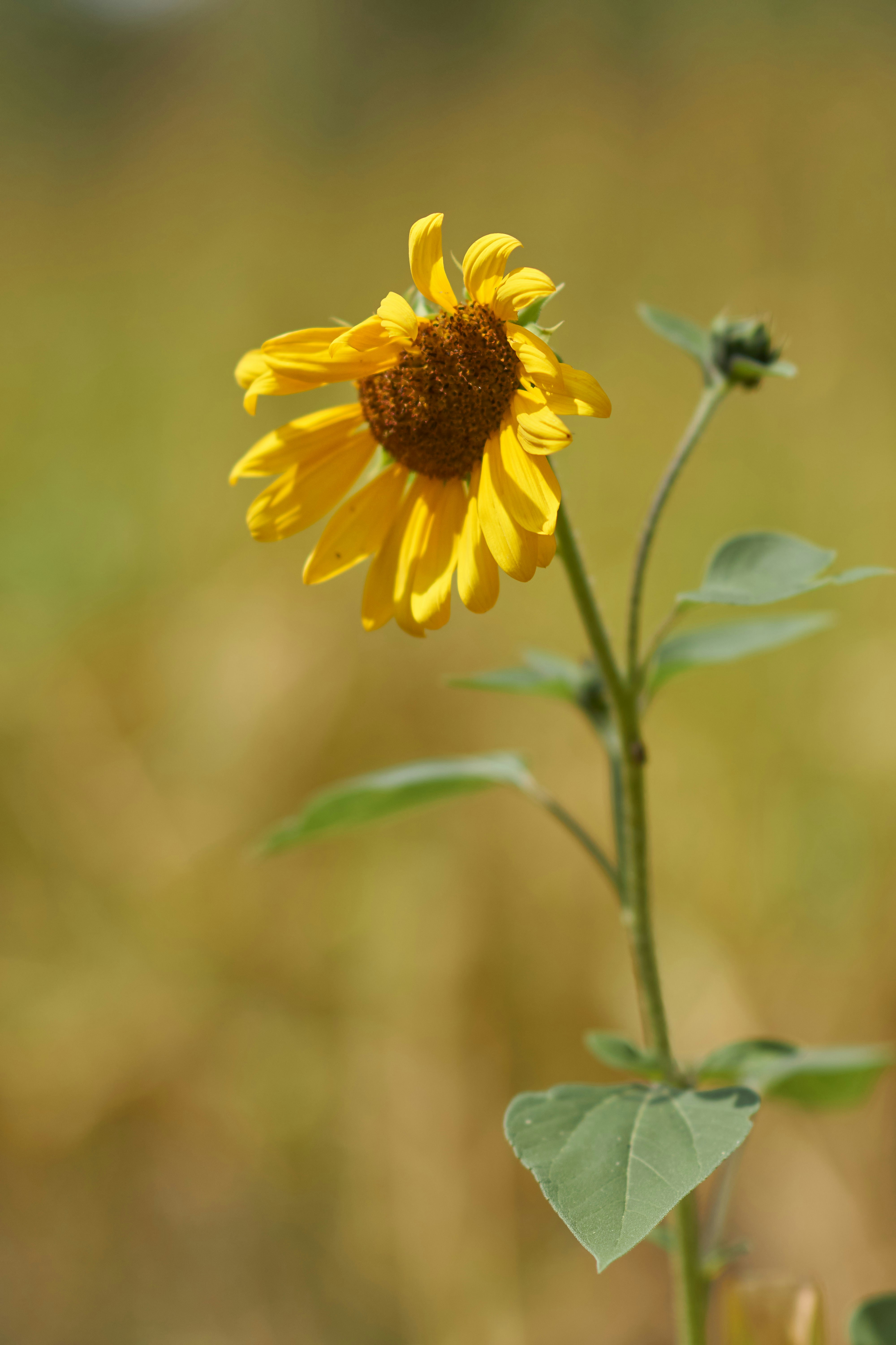 Photo by wolfgang_hasselmann