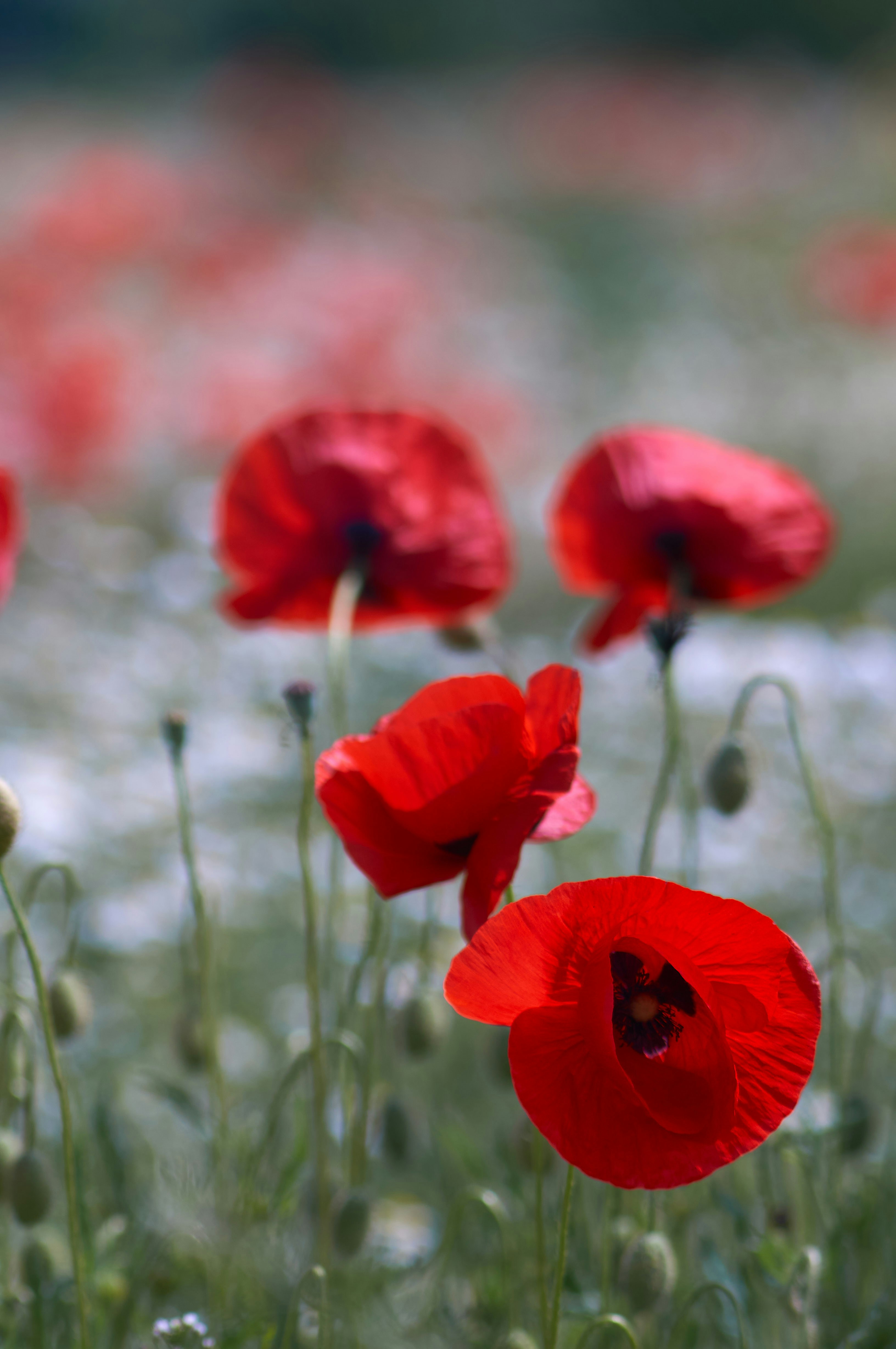 Photo by wolfgang_hasselmann