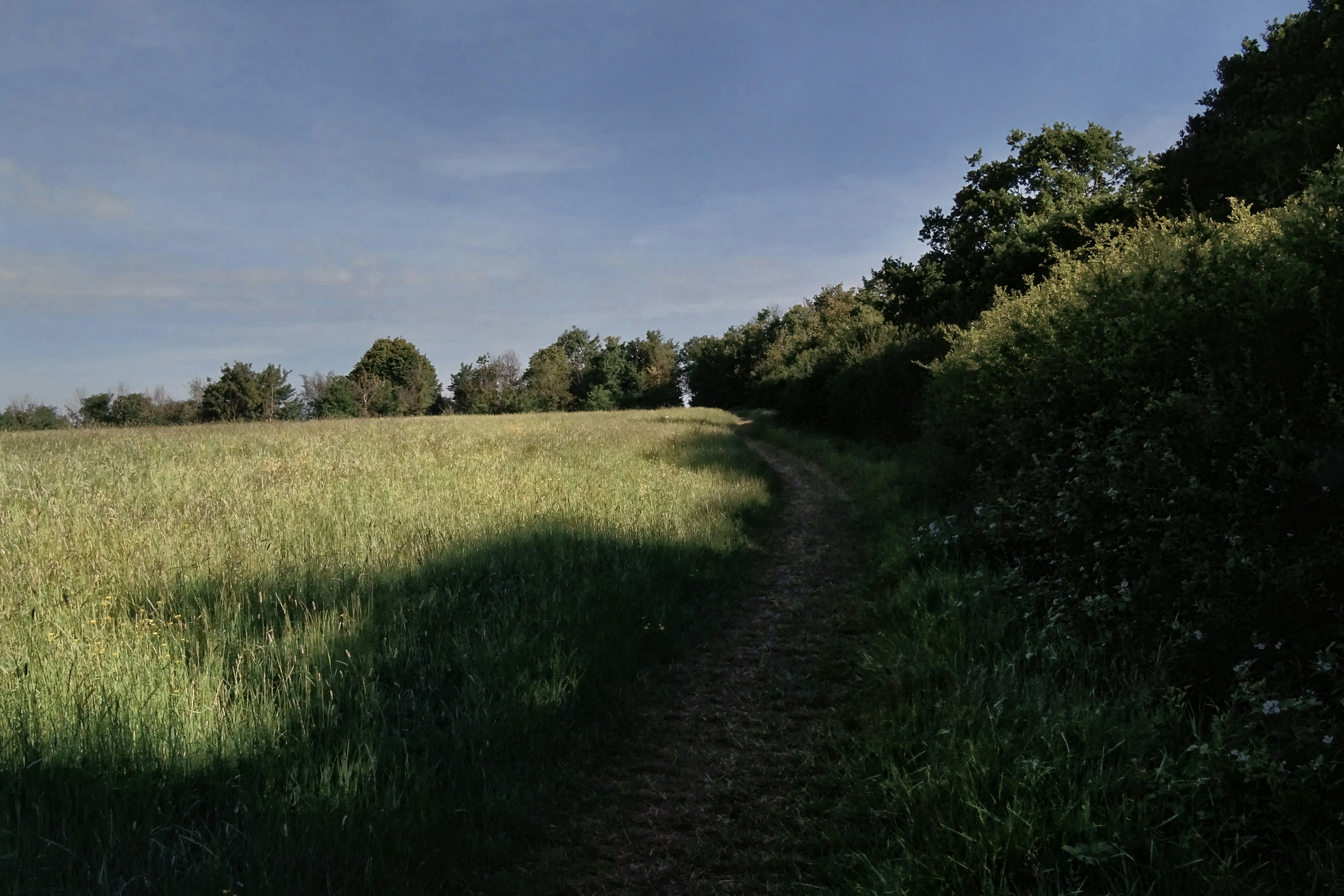 green grass field under blue sky during daytime, Morning walk during the 2020 pandemic lockdown, West London, UK